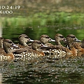 11 Spotted Whistling Ducks appeared in Centenary Freshwater Lakes<br />Canon EOS 7D + EF300 F2.8L III + EF1.4xII